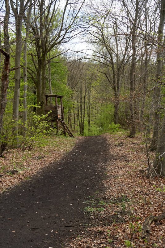 serene woodland path in nagygorbo hungary